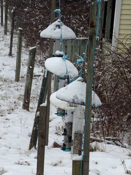 Snow on feeders crop Jan. 2022.jpg