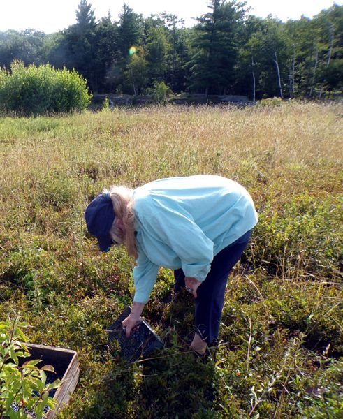 Blueberries - Pam, Carina, Marianna crop July 2024.jpg