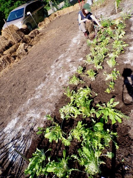 Big garden - Carina mulching mesclun crop June 2024.jpg