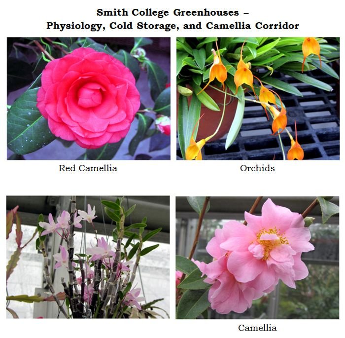 Smith greenhouses - Bulbs Show rooms and Camellia collage2 text crop Jan 2025.jpg