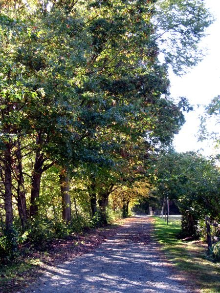 Driveway looking west crop Oct 2024.jpg