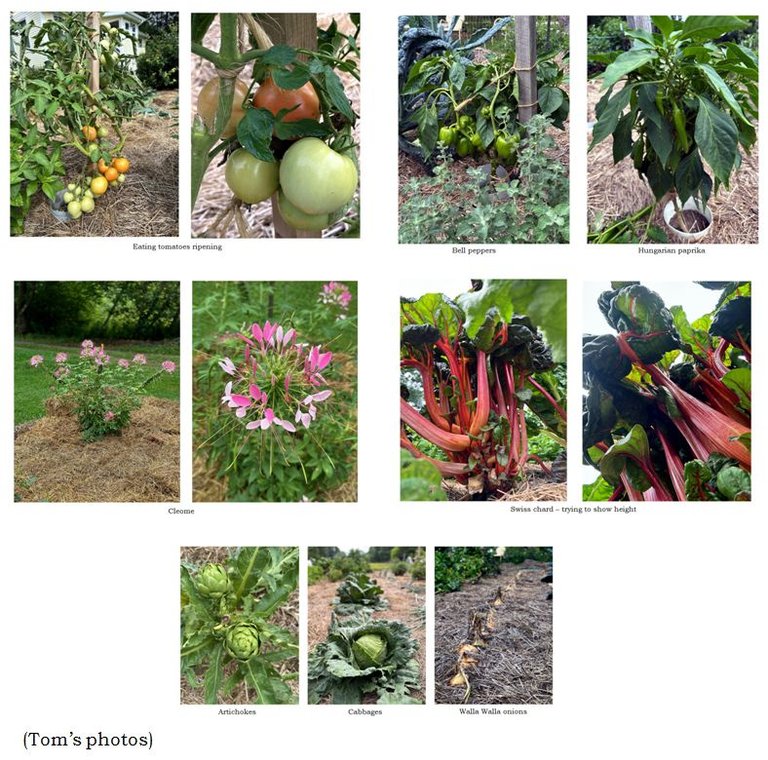Tom's photos collage text August 2025.jpg