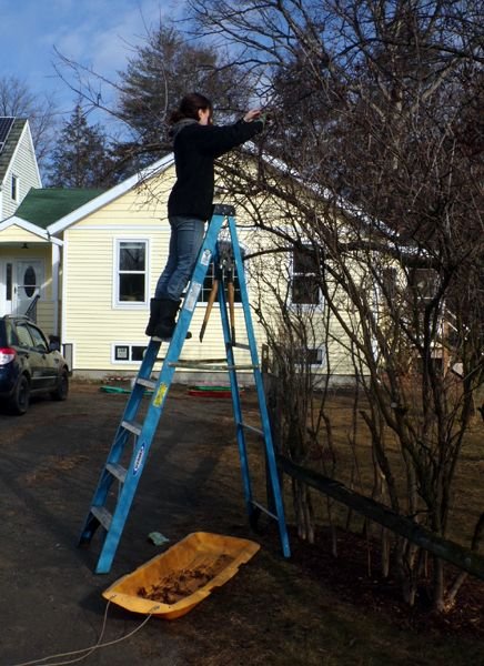 Pruning lilacs - Carina crop Feb. 2023.jpg