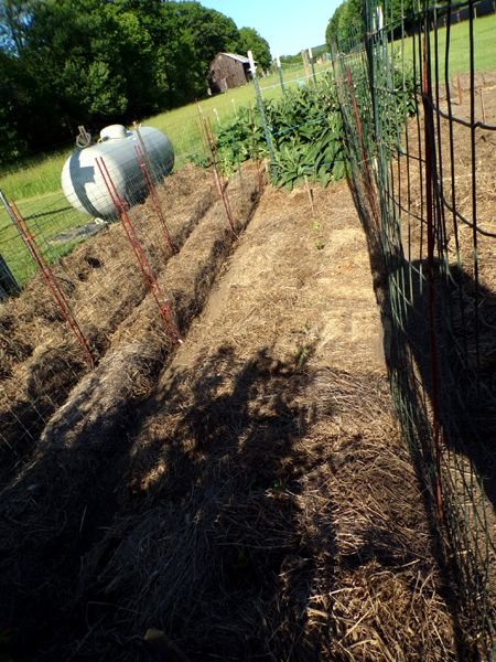 Big garden - parsley planted crop May 2023.jpg