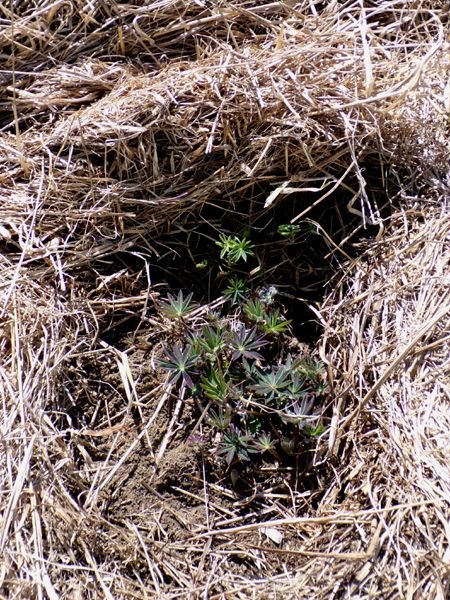 New Herb - Row 7, lupine crop March 2024.jpg