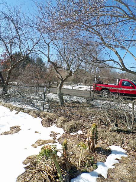 Pruning - crabapple and MacIntosh crop March 2021.jpg