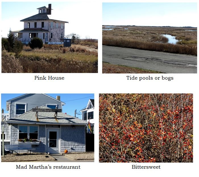 Plum Island - collage1 text crop Nov 2024.jpg