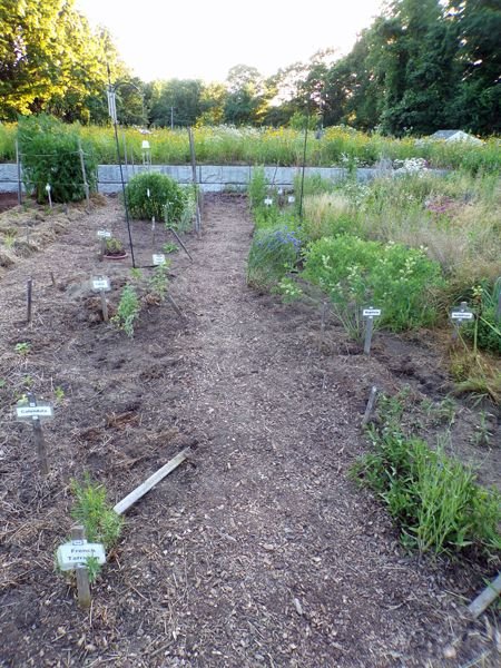 New Herb - Row 3 cleaned out crop June 2022.jpg
