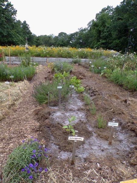 New Herb - Row 5, planted crop July 2021.jpg