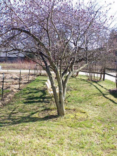 Magnolia, crabapple, Mac crop April 2020.jpg