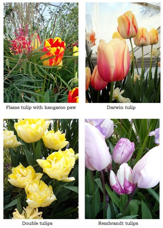 Tulip collage1 text March 2024.jpg