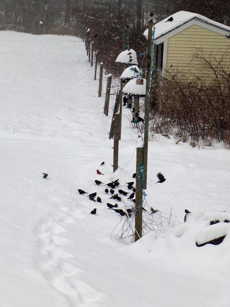 Flock of redwings and cardinal crop Feb. 2022.jpg