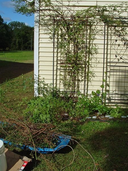 East Shed - pruning in progress crop Sept. 2022.jpg