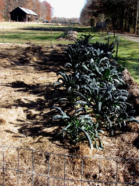 Big garden - kale cleaned up crop Nov 2024.jpg