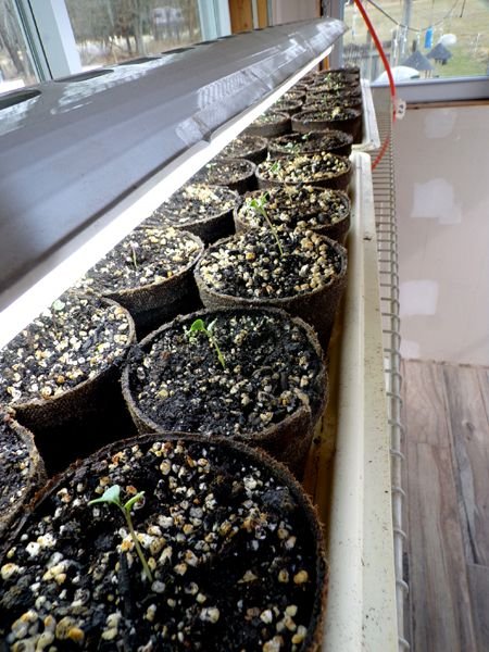 Kale seedlings crop March 2024.jpg