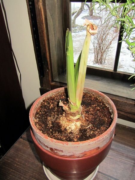 New amaryllis leaves crop Jan 2025.jpg