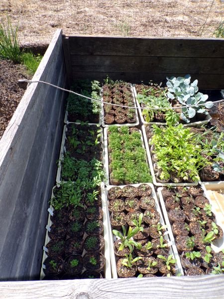 Cold frames - 2nd one filled2 crop May 2023.jpg