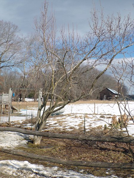 Pruning - magnolia done crop March 2021.jpg