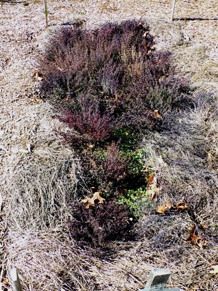 New Herb - Row 6, thyme crop Feb. 2023.jpg