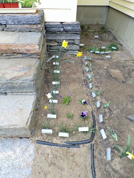 East of Steps - pansies planted crop April 2021.jpg