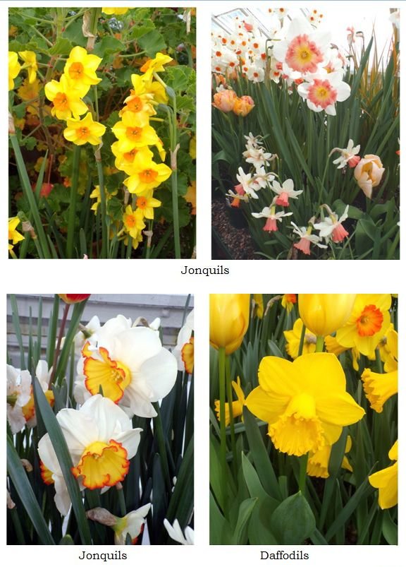 Jonquils collage1 text March 2024.jpg