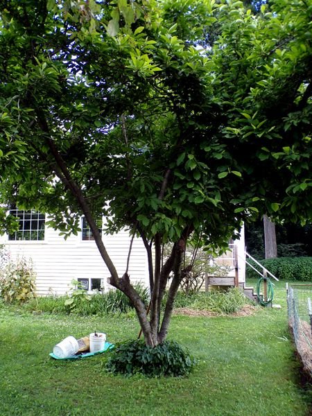 Magnolia - haircut crop June 2024.jpg