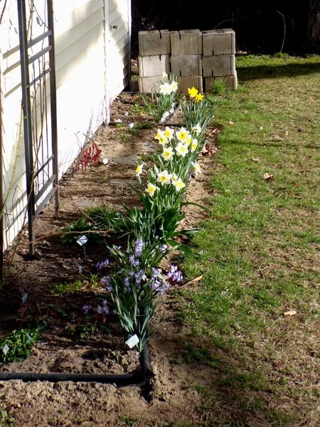 East Shed - daffs open crop April 2023.jpg