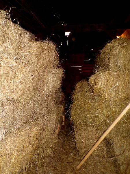 Hay stall filling1 crop August 2024.jpg