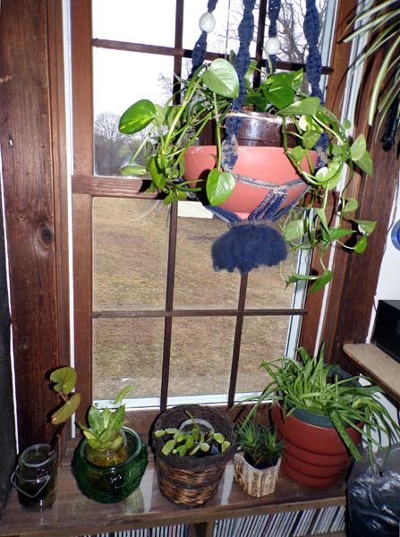 Office west center window plants crop Feb. 2023.jpg