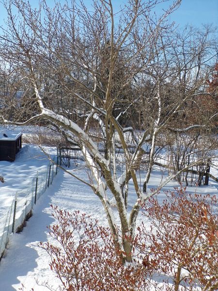 Magnolia with snow crop Feb. 2022.jpg