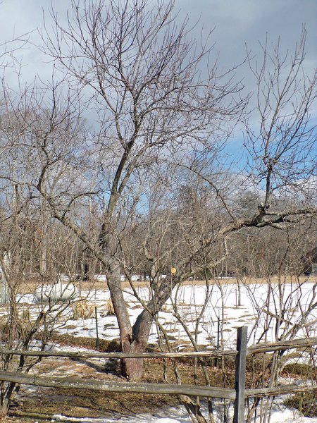 Pruning - MacIntosh done crop March 2021.jpg