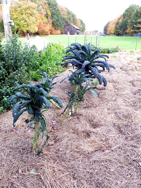 Big garden - Lacinato kale crop Oct. 2022.jpg