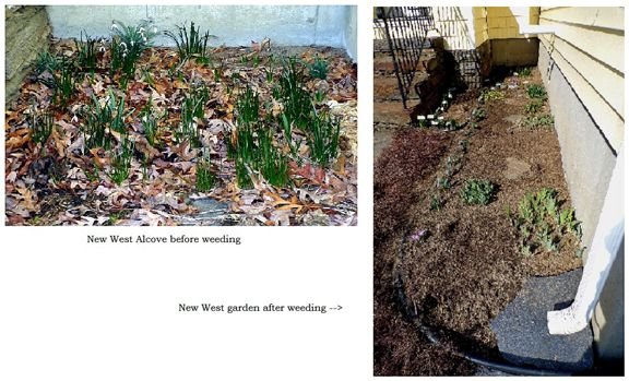 New West - alcove back before and after weeding crop March 2024.jpg