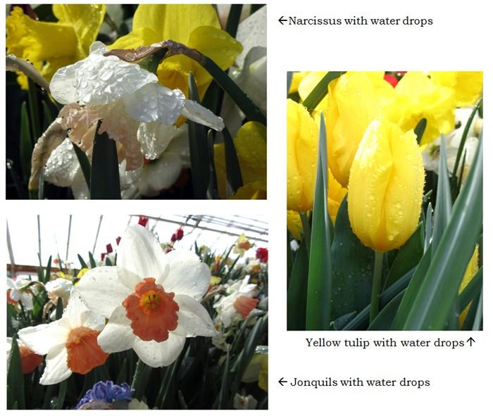 Smith Bulb Show collage5 text crop March 2025.jpg