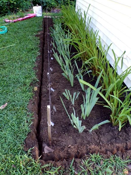 West Shed - trench for edging crop July 2024.jpg