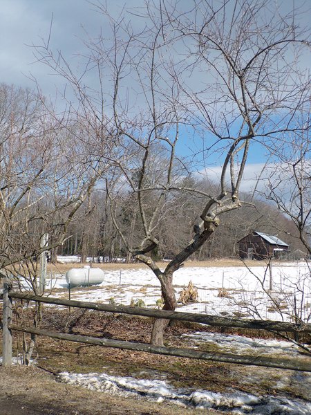 Pruning - crabapple done crop March 2021.jpg