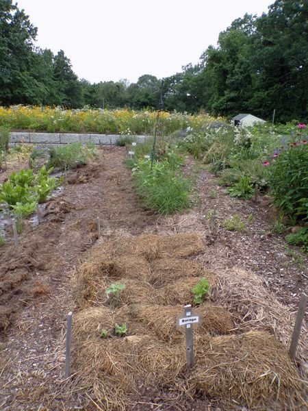 New Herb - Row 6, half cleaned out crop July 2021.jpg