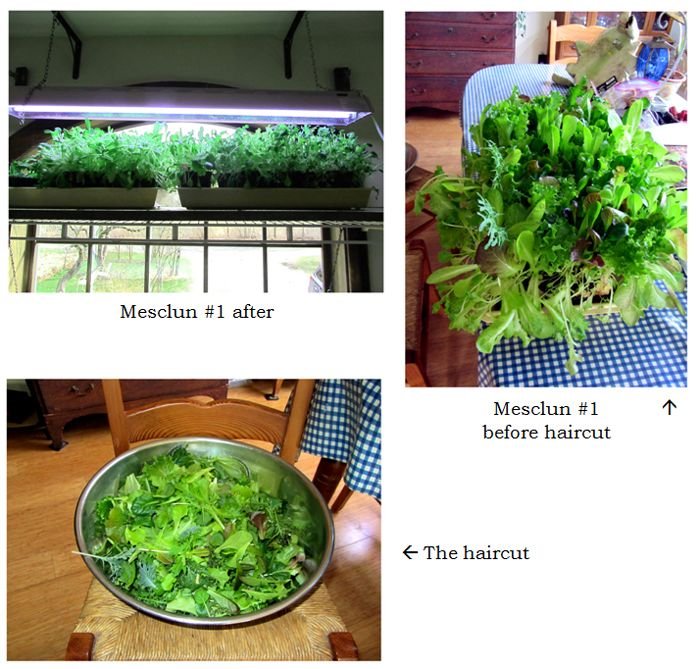 Mesclun1 - 2nd haircut collage text crop April 2025.jpg