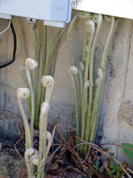 North Corner - fiddleheads crop April 2024.jpg