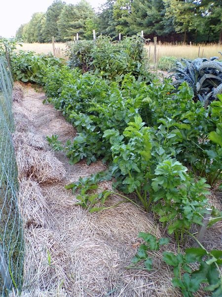 Big garden - parsnips crop August 2022.jpg