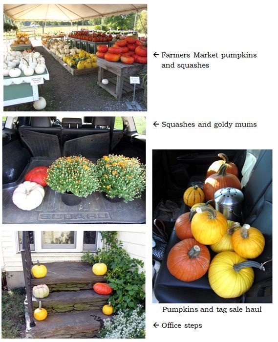 Pumpkins and mums collage1 text crop Sept 2024.jpg