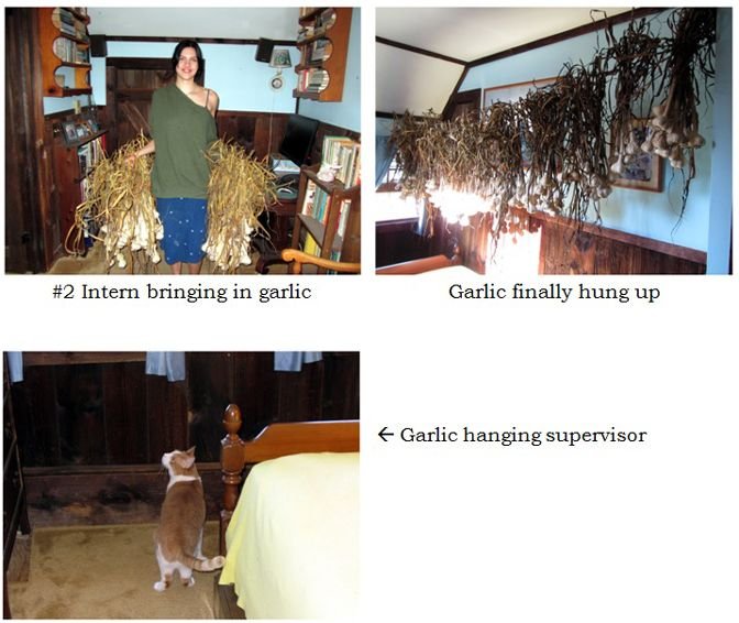 Moving garlic inside collage text crop August 2024.jpg