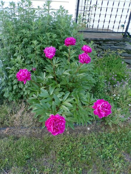 South Herb - peony flowers crop May 2024.jpg