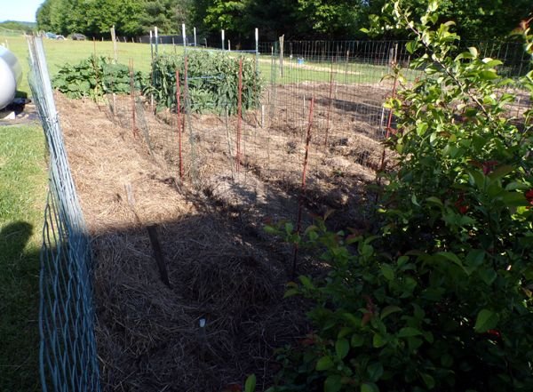 Big garden - pea fences up crop May 2023.jpg
