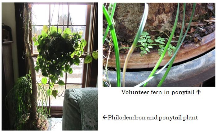 Philodendron, ponytail and fern collage text crop Jan 2025.jpg