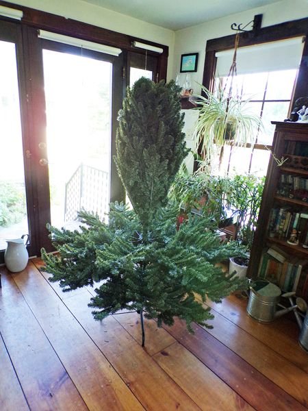 New Christmas tree crop June 2021.jpg