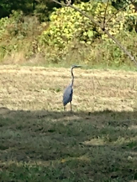 Blue heron in front pasture crop Oct 2024.jpg