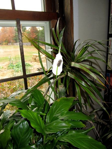 Peace lily flowering crop Nov 2024.jpg