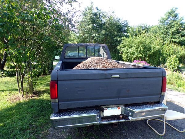 Wood mulch - 1st load crop July 2024.jpg