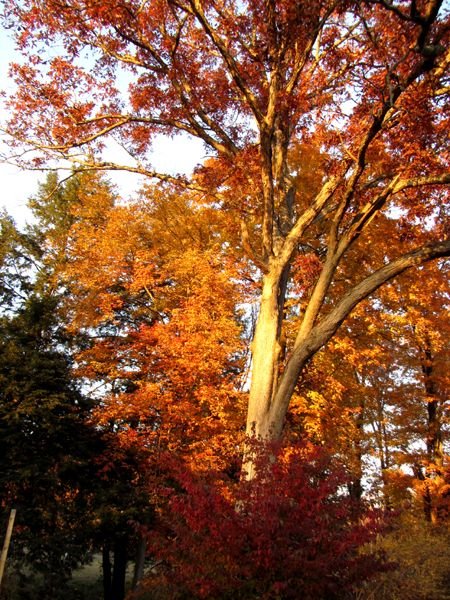 Colors around white oak crop Oct 2024.jpg